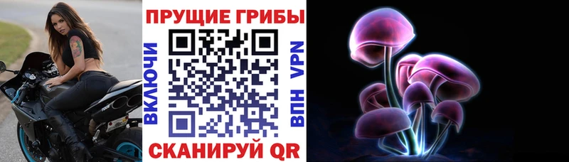 Купить где  Белая Холуница  Псилоцибиновые грибы Cubensis 